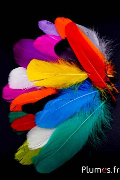 Oie - 10-17 cm - multicolore